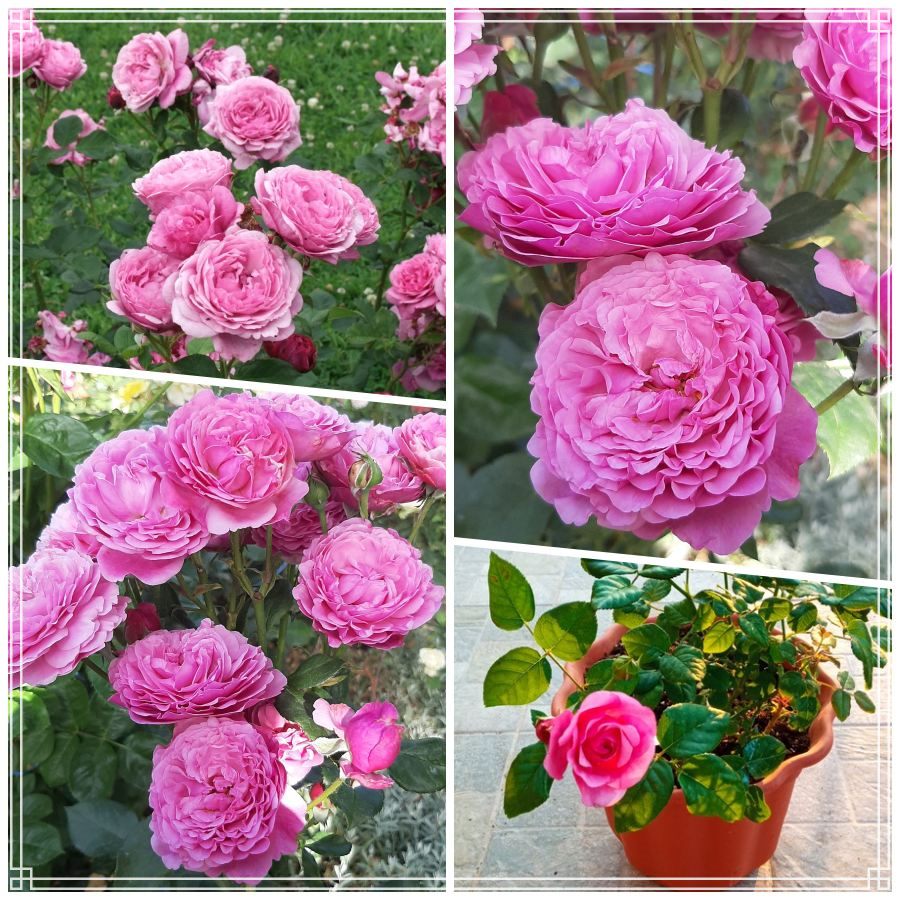 Kaffe Fassett róże rabatowe